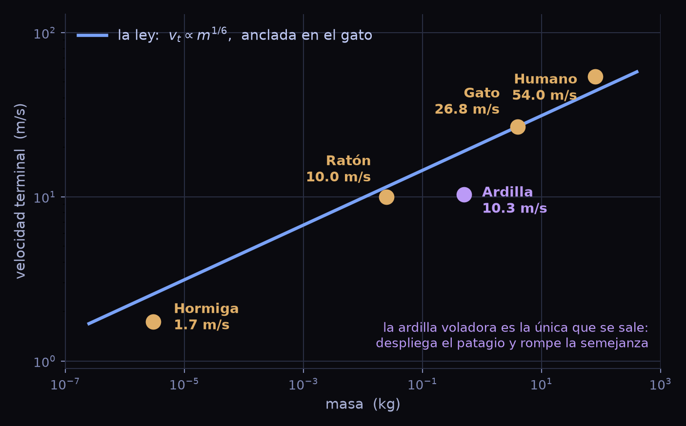 Gráfica log-log de velocidad terminal frente a masa. Una recta azul representa la ley de un sexto anclada en el gato; los puntos medidos de hormiga, ratón, gato y humano caen prácticamente sobre ella, y la ardilla voladora queda claramente por debajo.